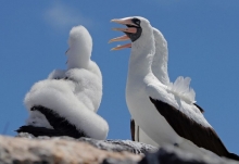 Recorra imaginariamente las islas Galápagos a través de una exposición fotográfica